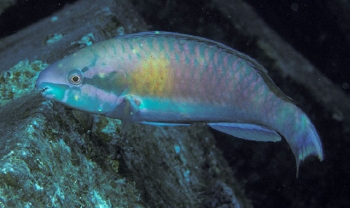  Scarus fuscocaudalis (Darktail Parrotfish)